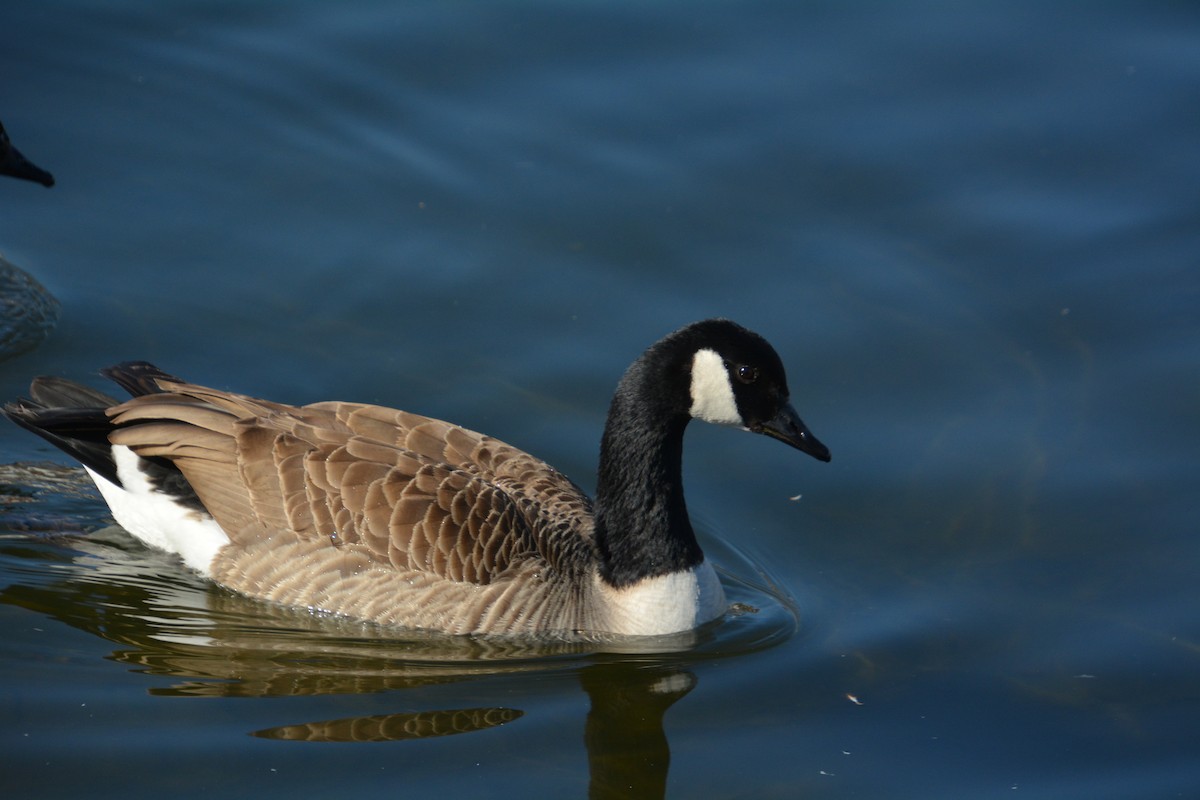 Canada Goose - ML623359163