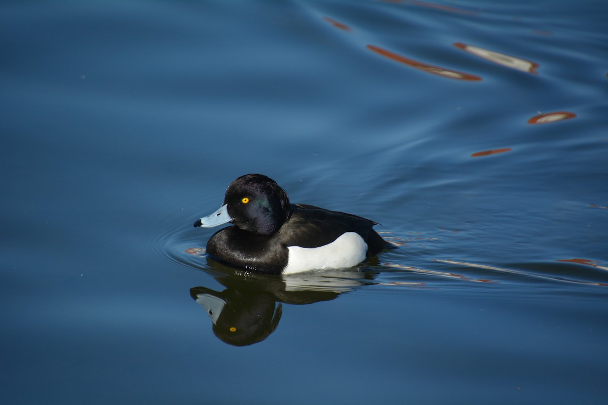 Tufted Duck - ML623359179