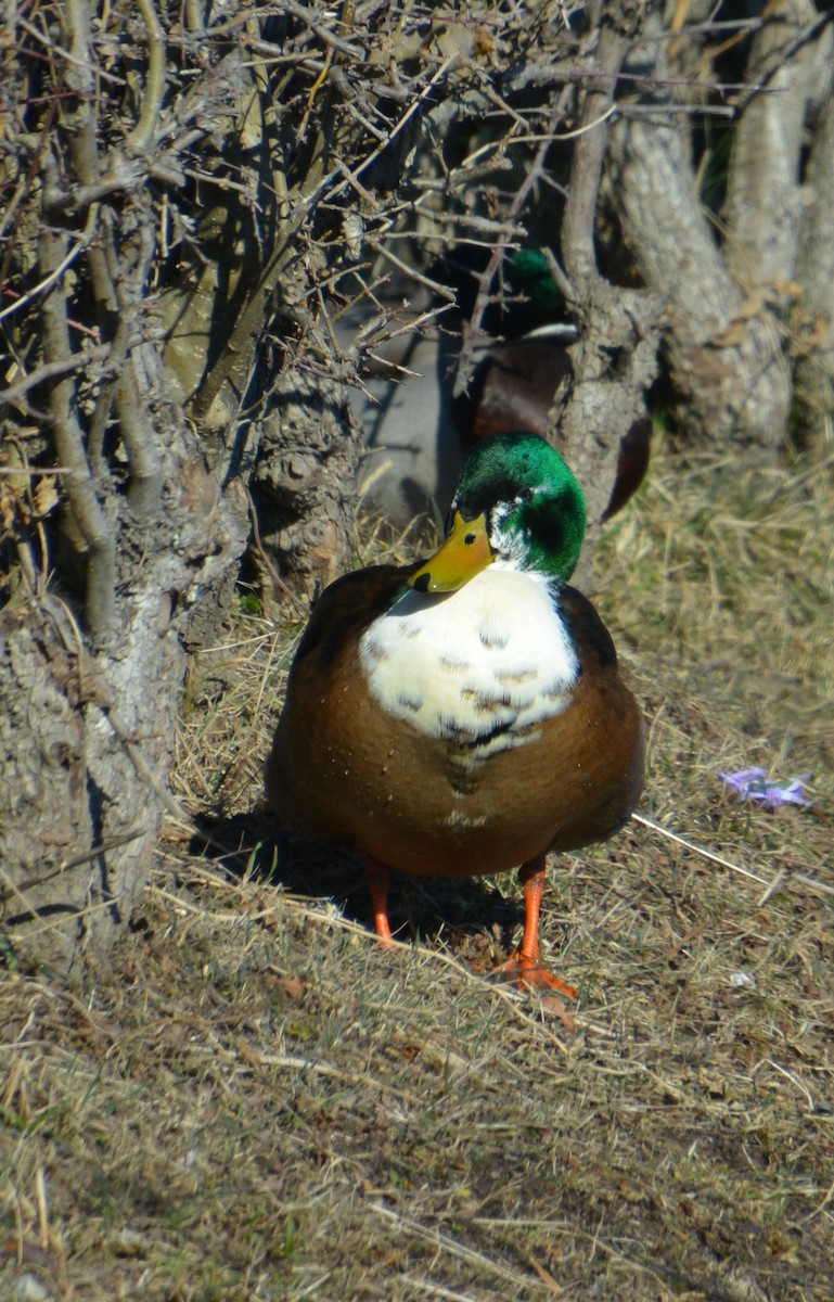 Mallard (Domestic type) - ML623359205