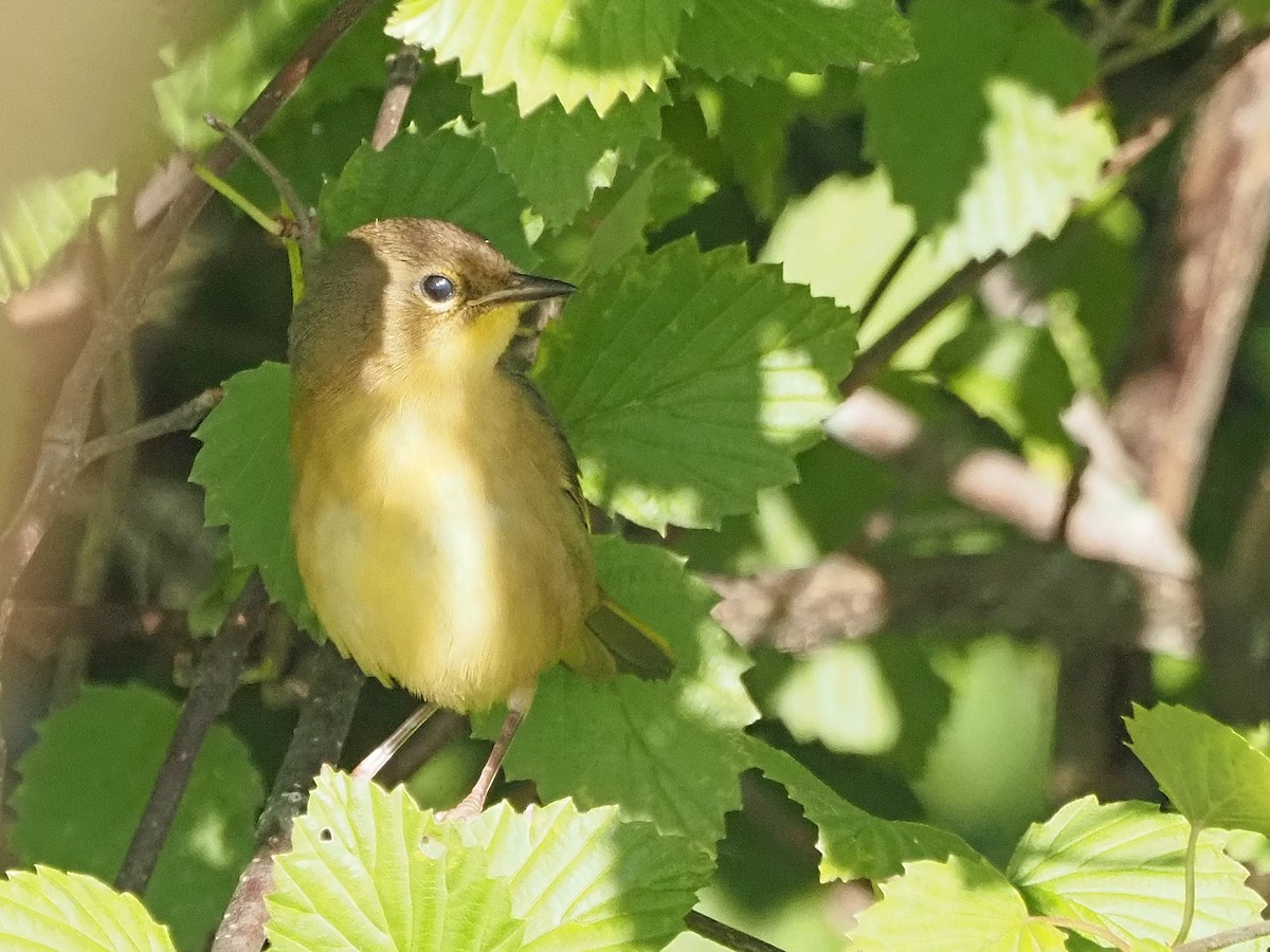 Common Yellowthroat - ML623359212