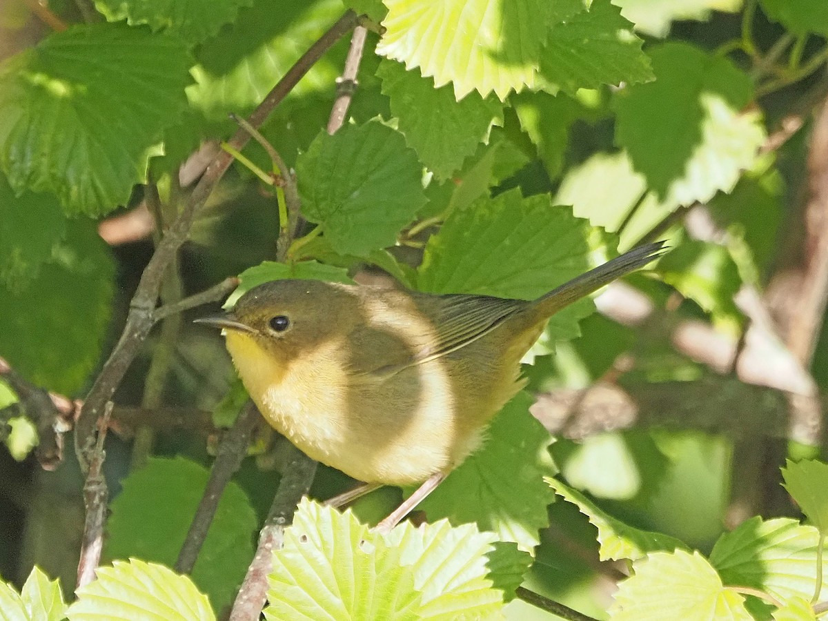 Common Yellowthroat - Luc and Therese Jacobs