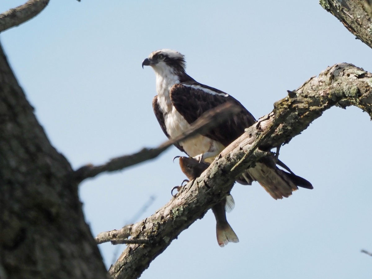 Osprey - Luc and Therese Jacobs