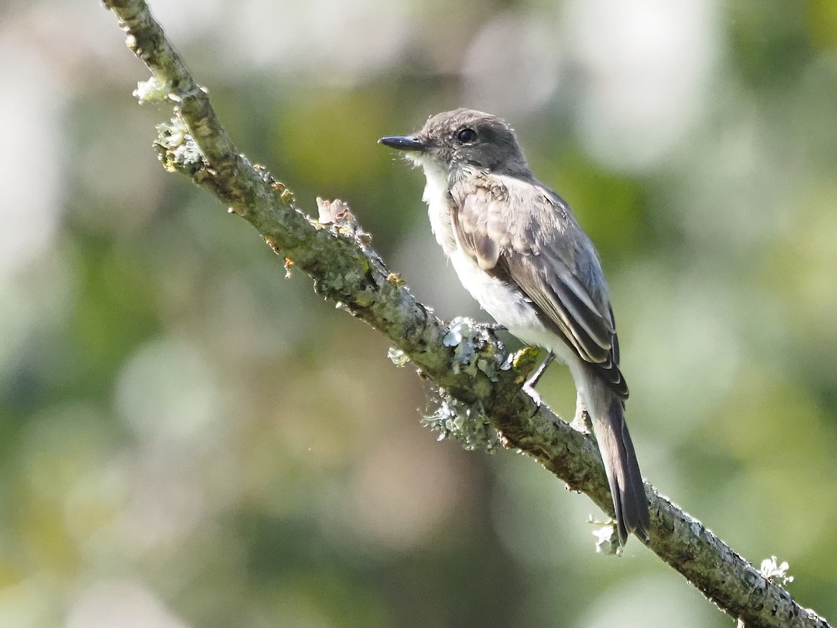 Eastern Phoebe - ML623359226