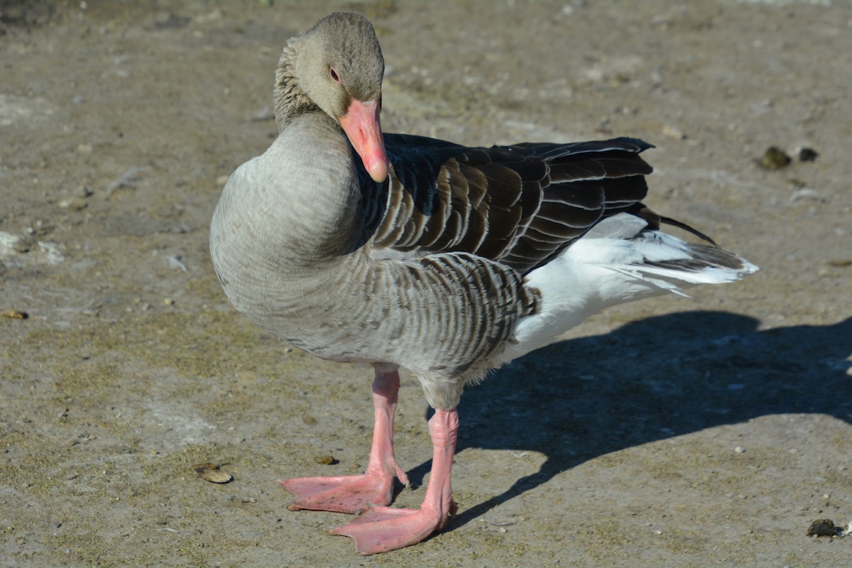 Graylag Goose - ML623359227