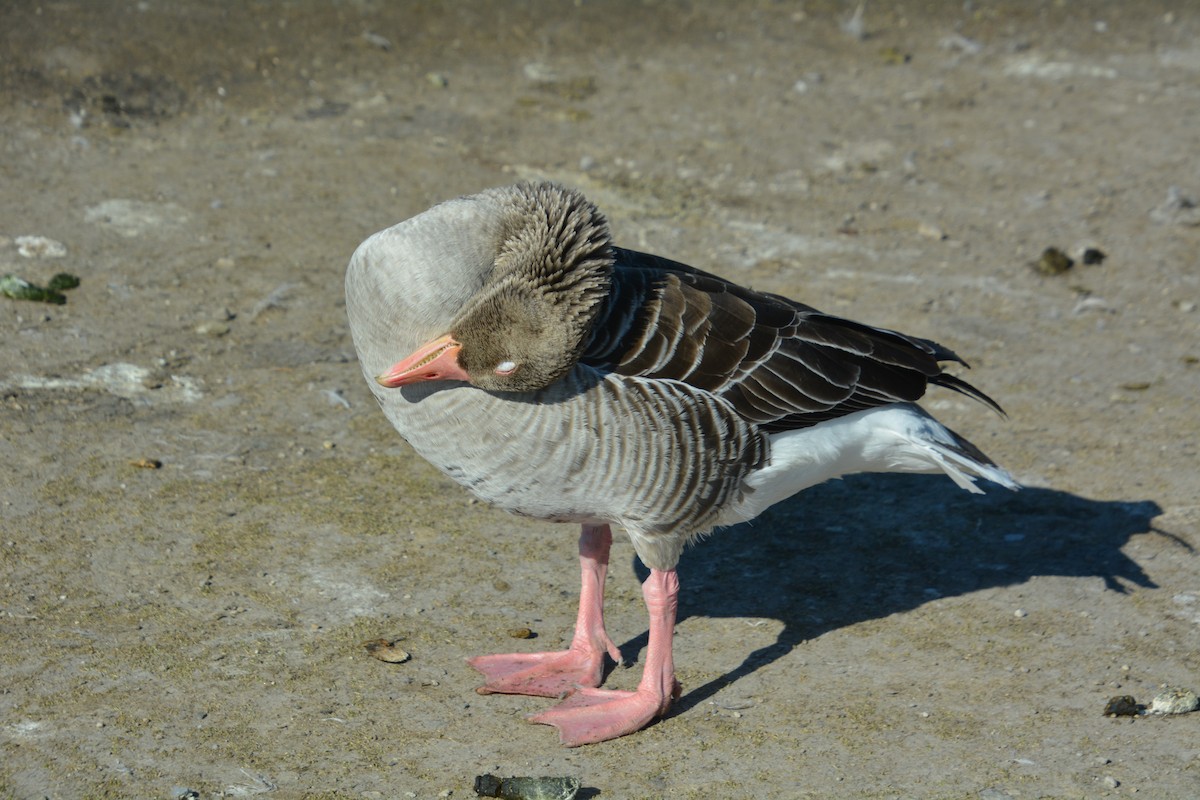 Graylag Goose - ML623359231