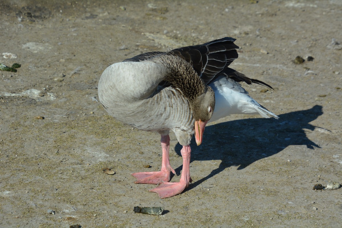 Graylag Goose - ML623359235