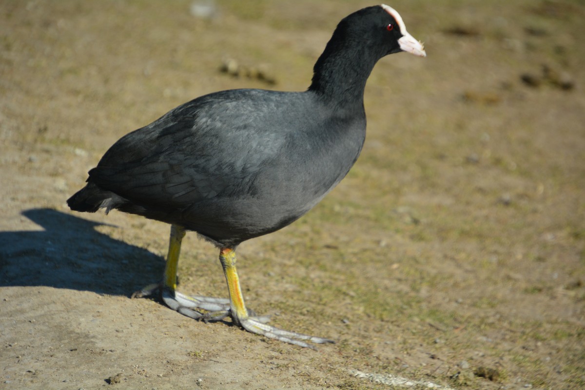 Eurasian Coot - ML623359263