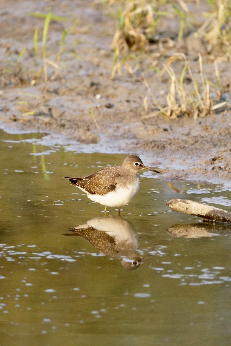 Solitary Sandpiper - ML623359266