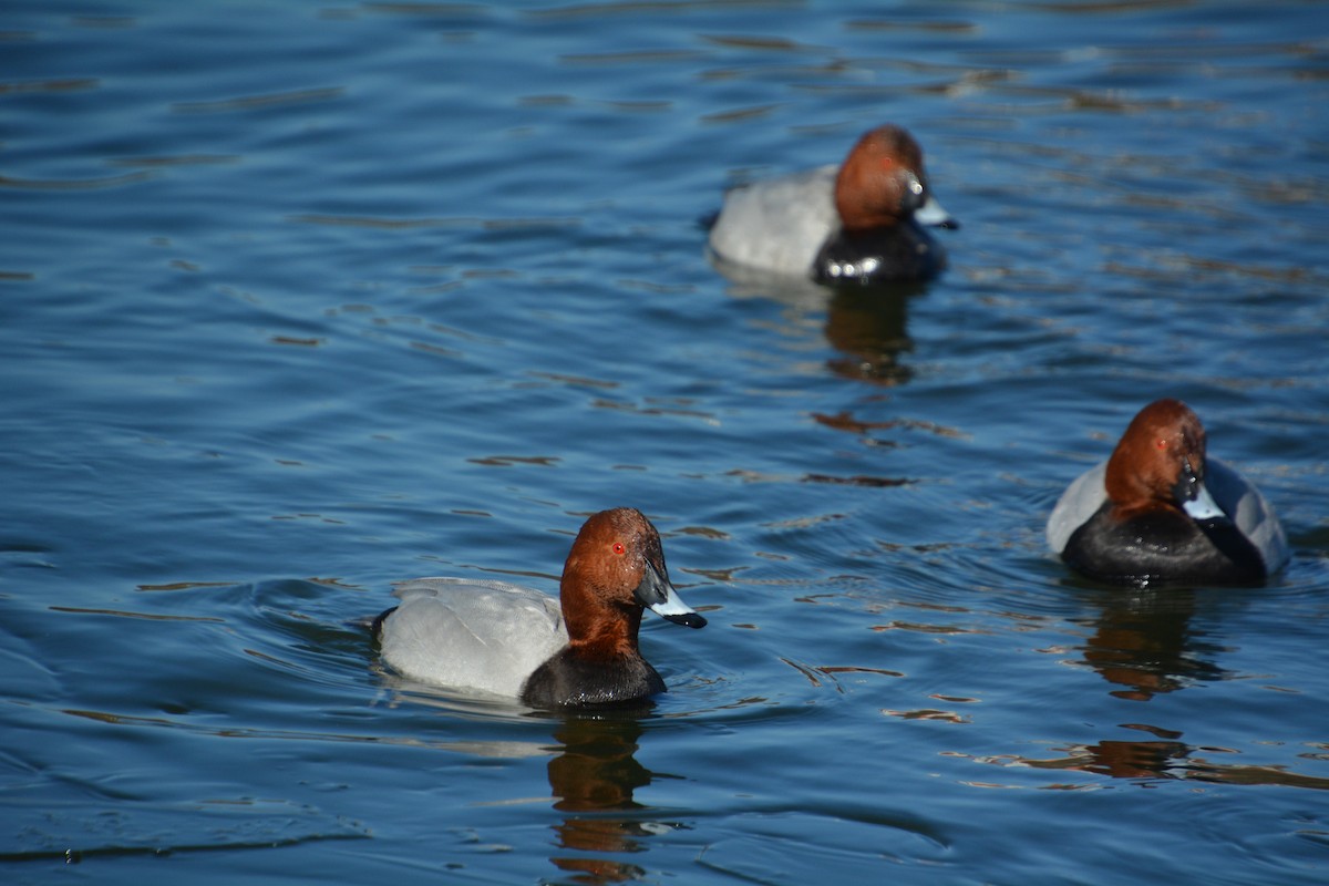 Common Pochard - ML623359271