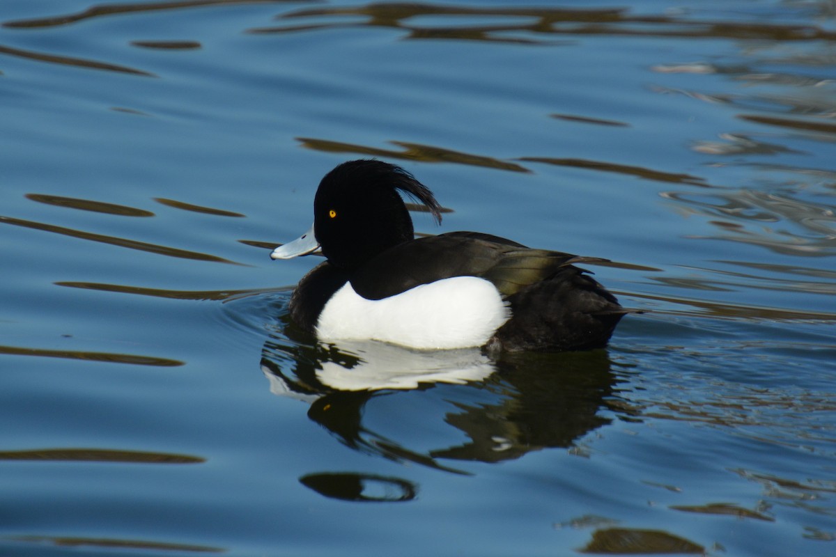 Tufted Duck - ML623359273