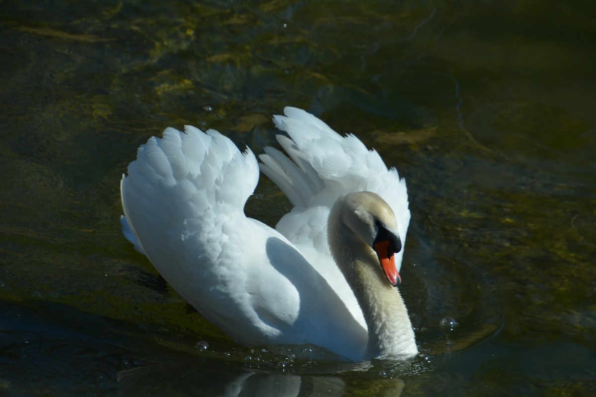 Mute Swan - ML623359288