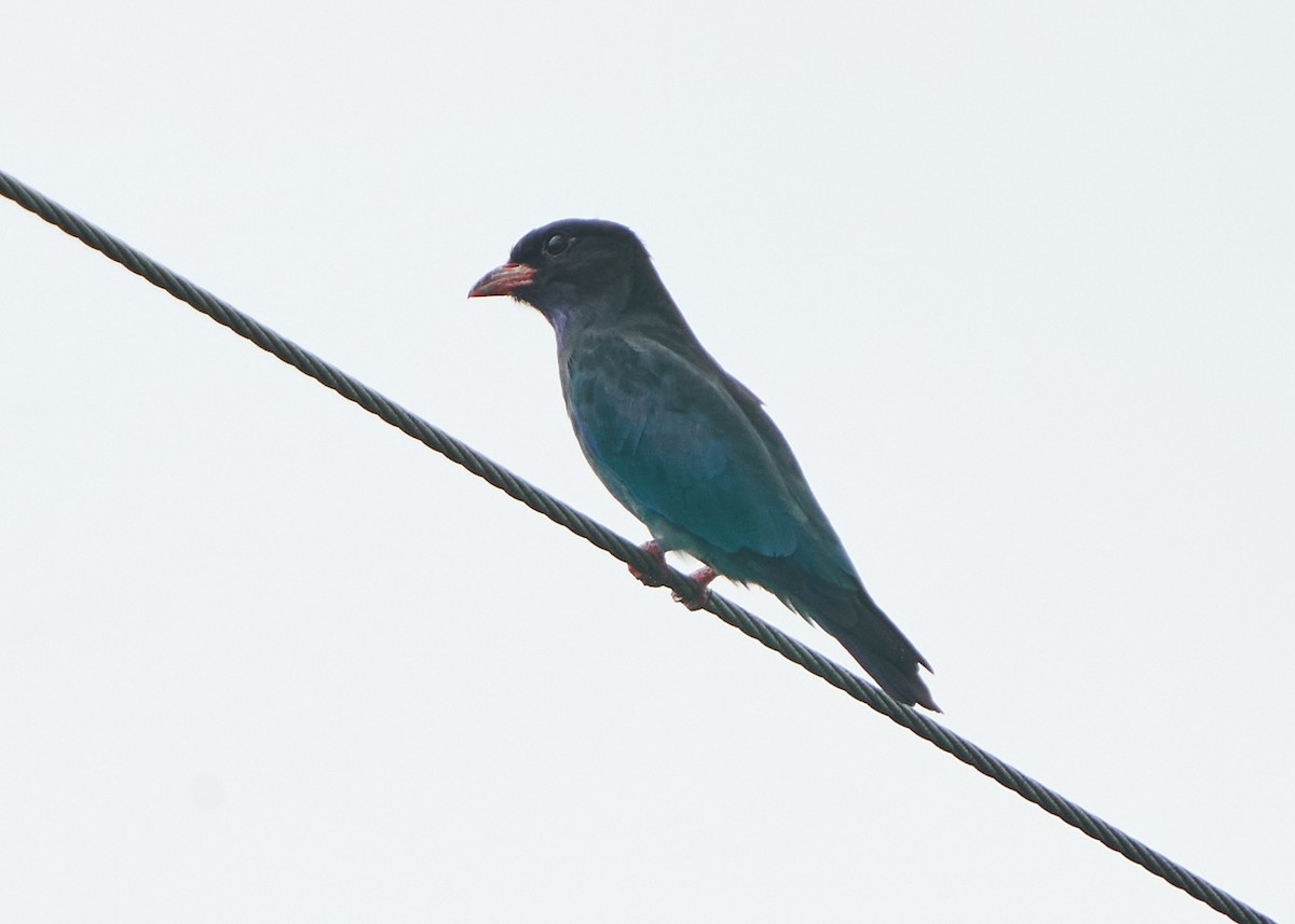 Dollarbird - ML623359299