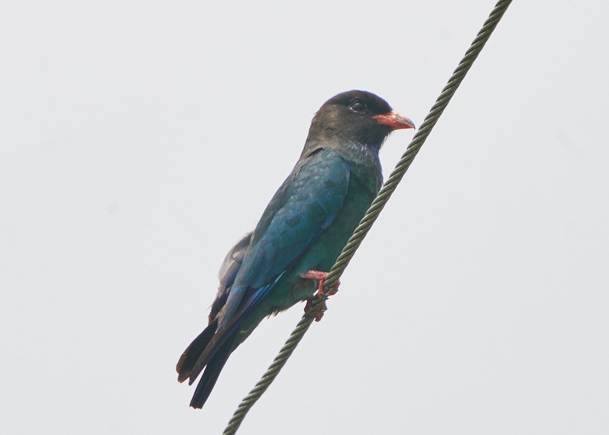 Dollarbird - ML623359312