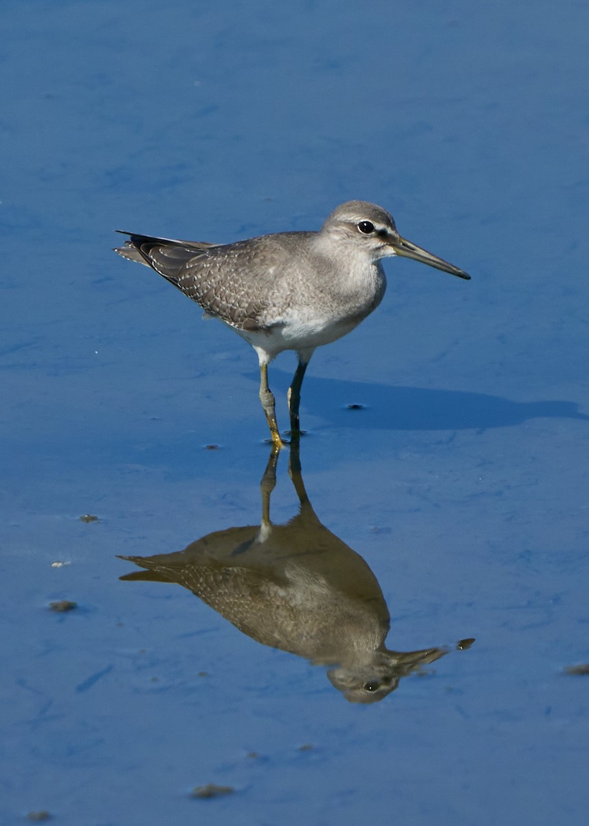 Gray-tailed Tattler - Chieh-Peng Chen