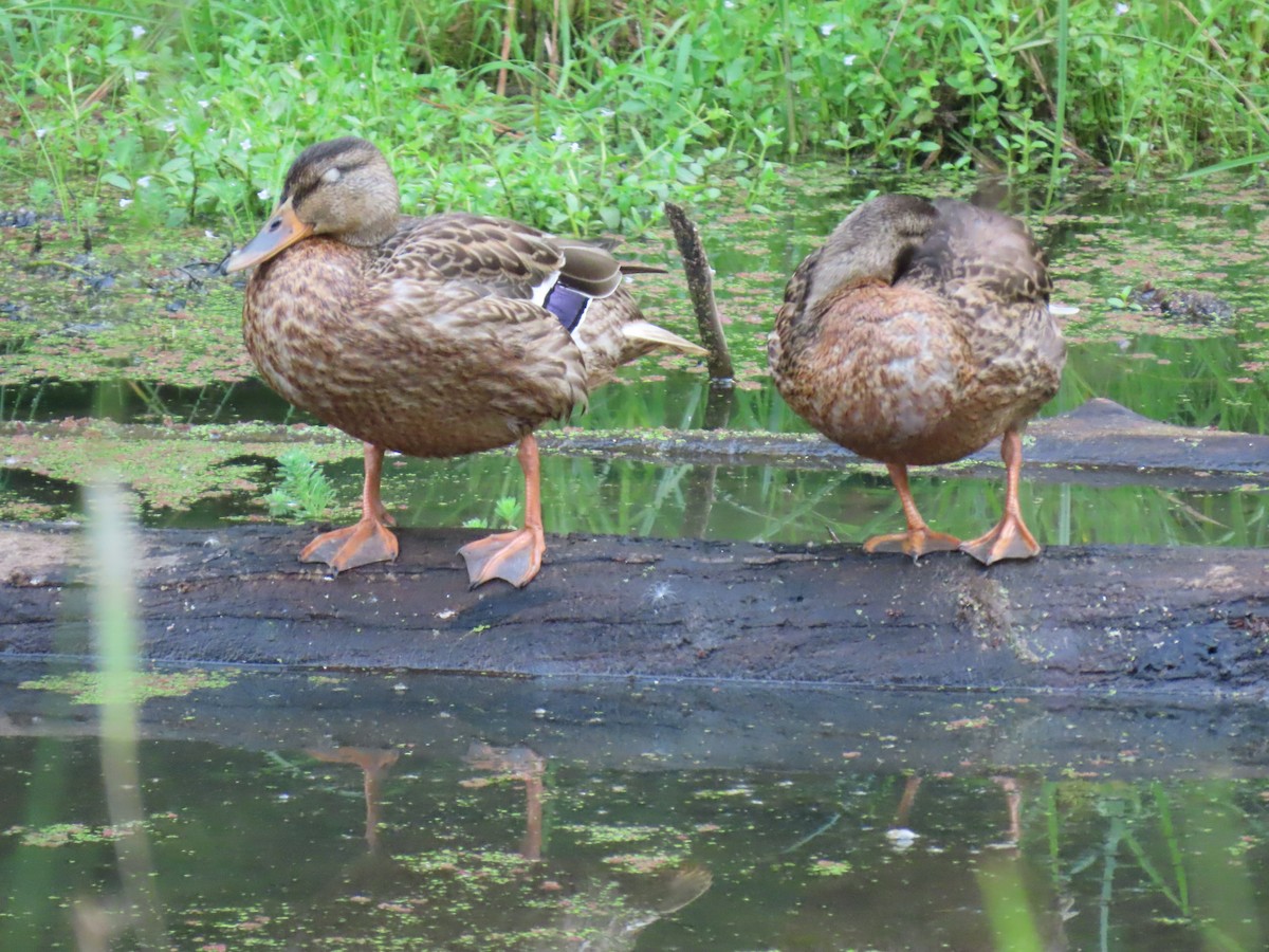 Mallard - ML623359361