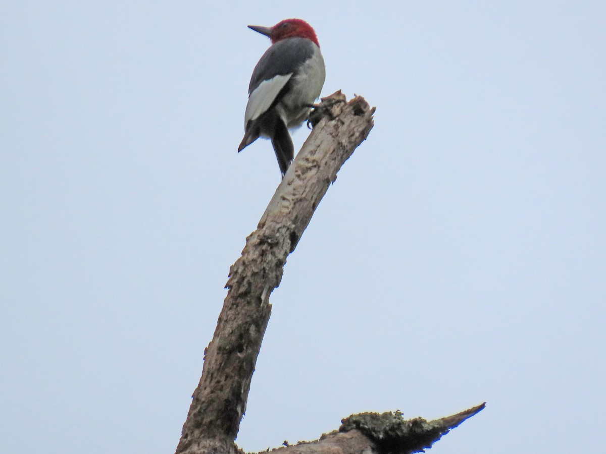 Red-headed Woodpecker - ML623359372