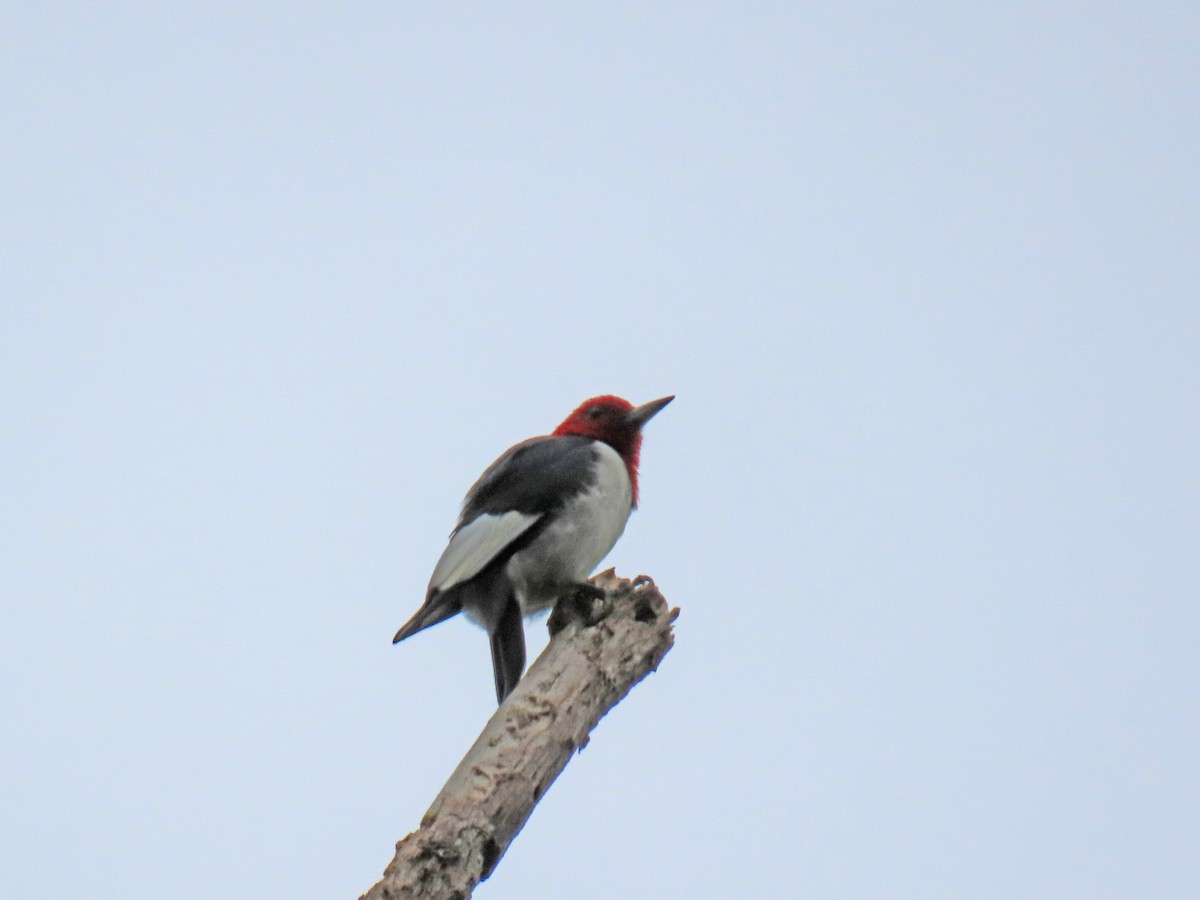 Red-headed Woodpecker - ML623359373