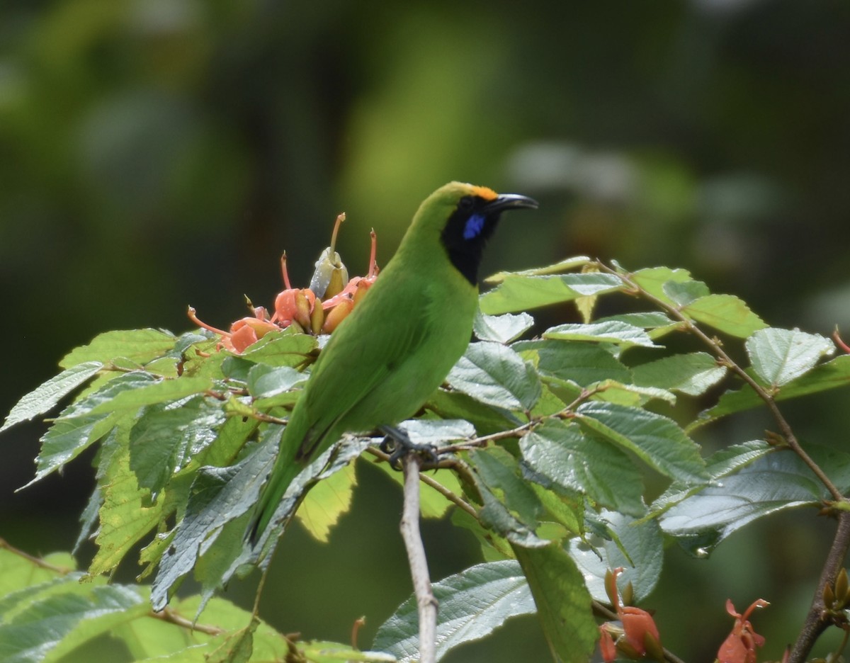 Golden-fronted Leafbird - ML623359428