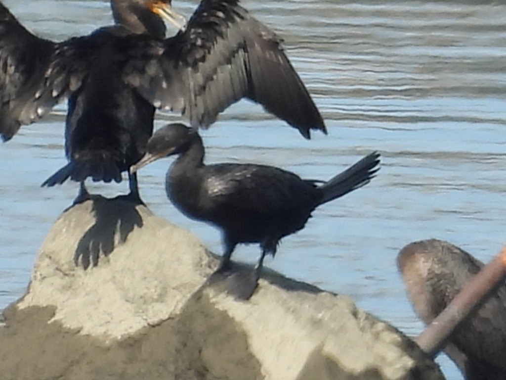 Neotropic Cormorant - ML623359452