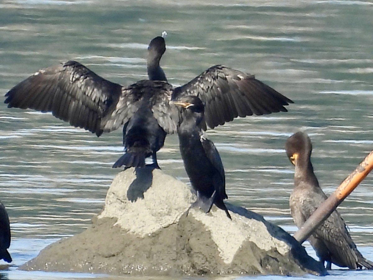 Neotropic Cormorant - ML623359453