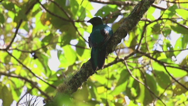 White-tipped Quetzal - ML623359552