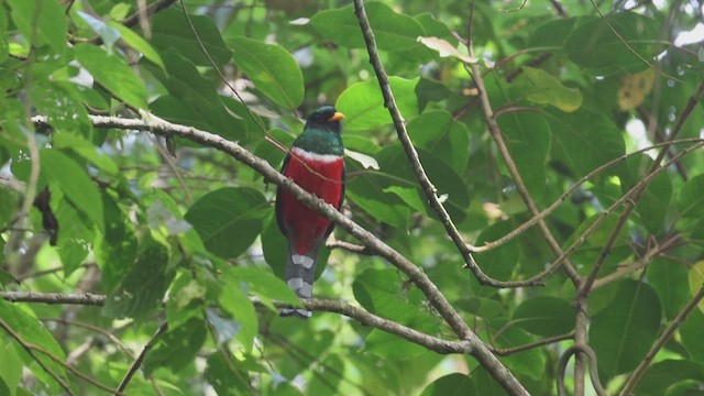 Masked Trogon - ML623359561