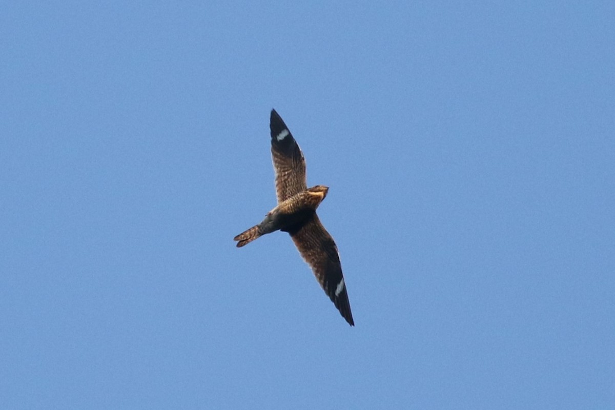 Common Nighthawk - Kennedy Sullivan