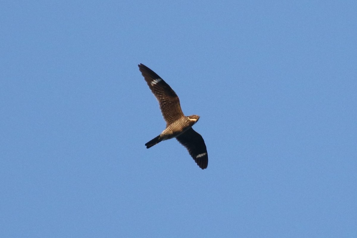 Common Nighthawk - Kennedy Sullivan