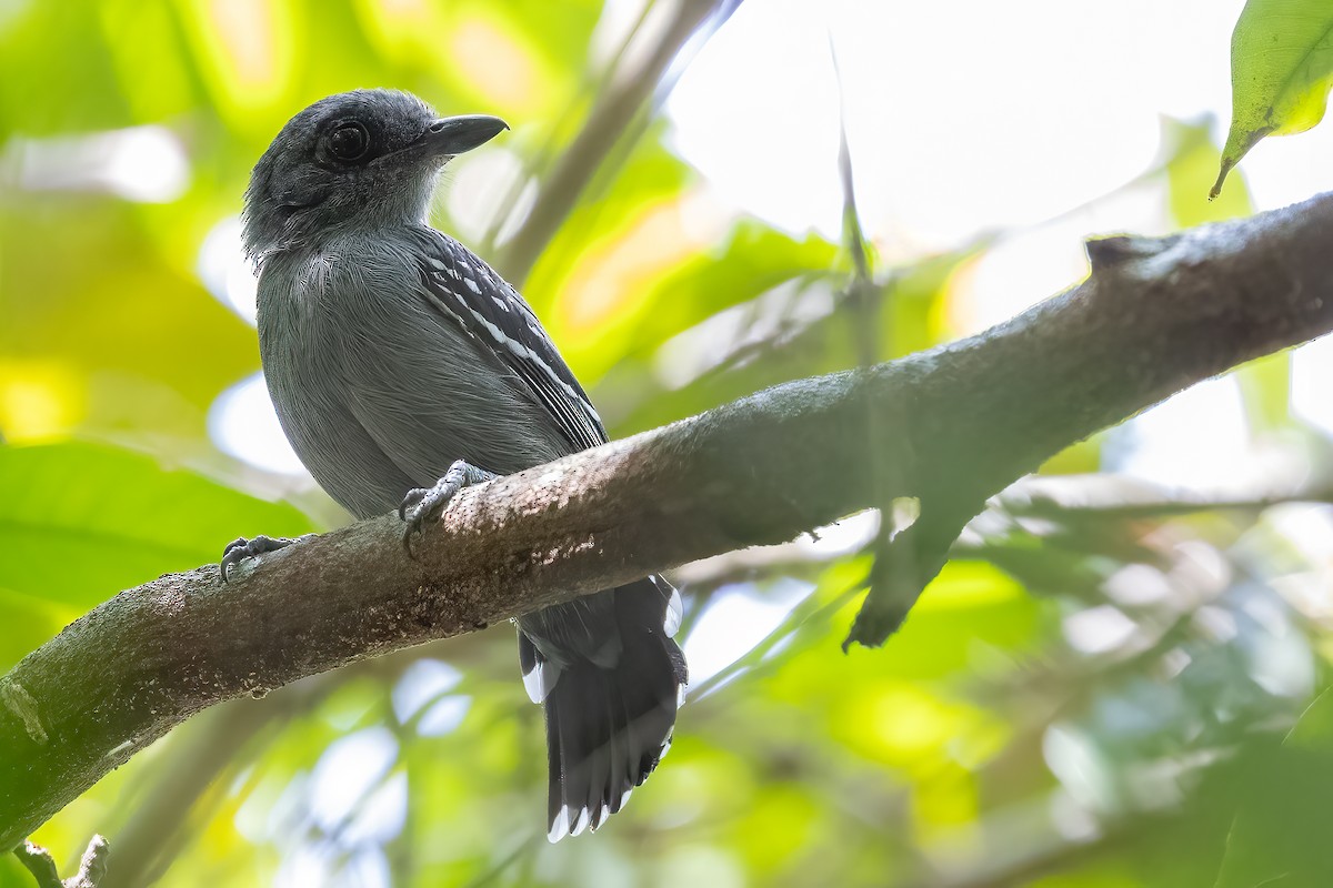 Amazonian Antshrike - ML623359631