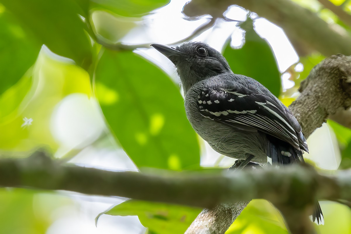 Amazonian Antshrike - ML623359632