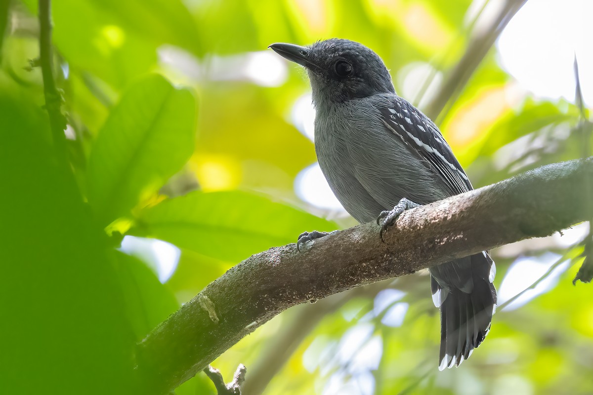 Amazonian Antshrike - ML623359633