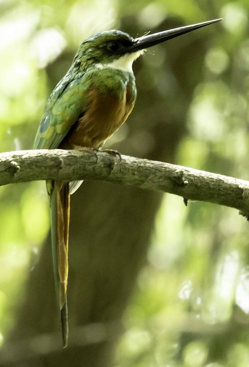 Rufous-tailed Jacamar (Rufous-tailed) - ML623359644