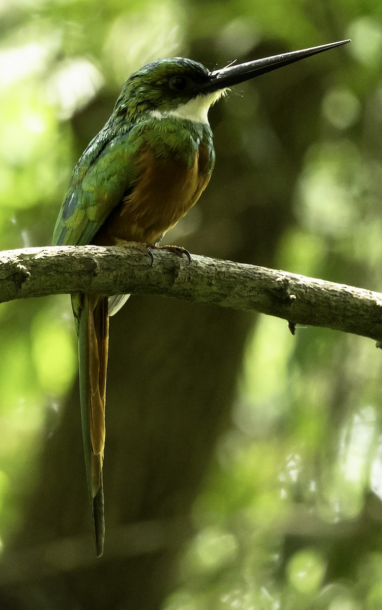 Rufous-tailed Jacamar (Rufous-tailed) - ML623359645