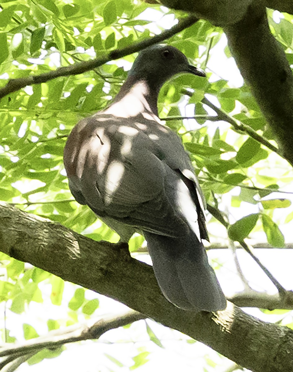 Pale-vented Pigeon - ML623359649