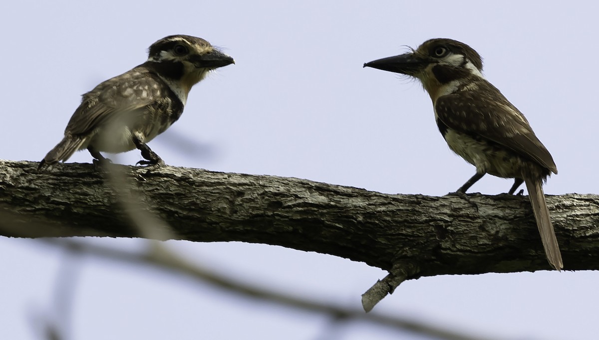 Russet-throated Puffbird - ML623359659