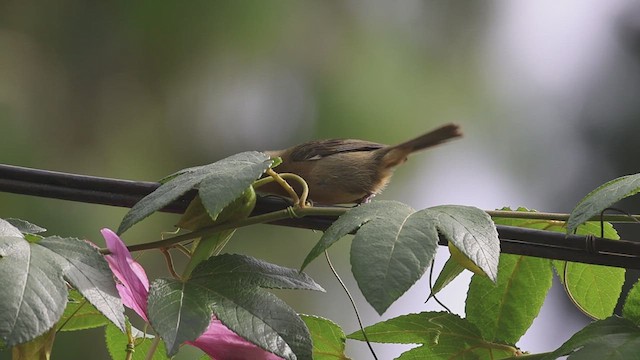 White-sided Flowerpiercer - ML623359660