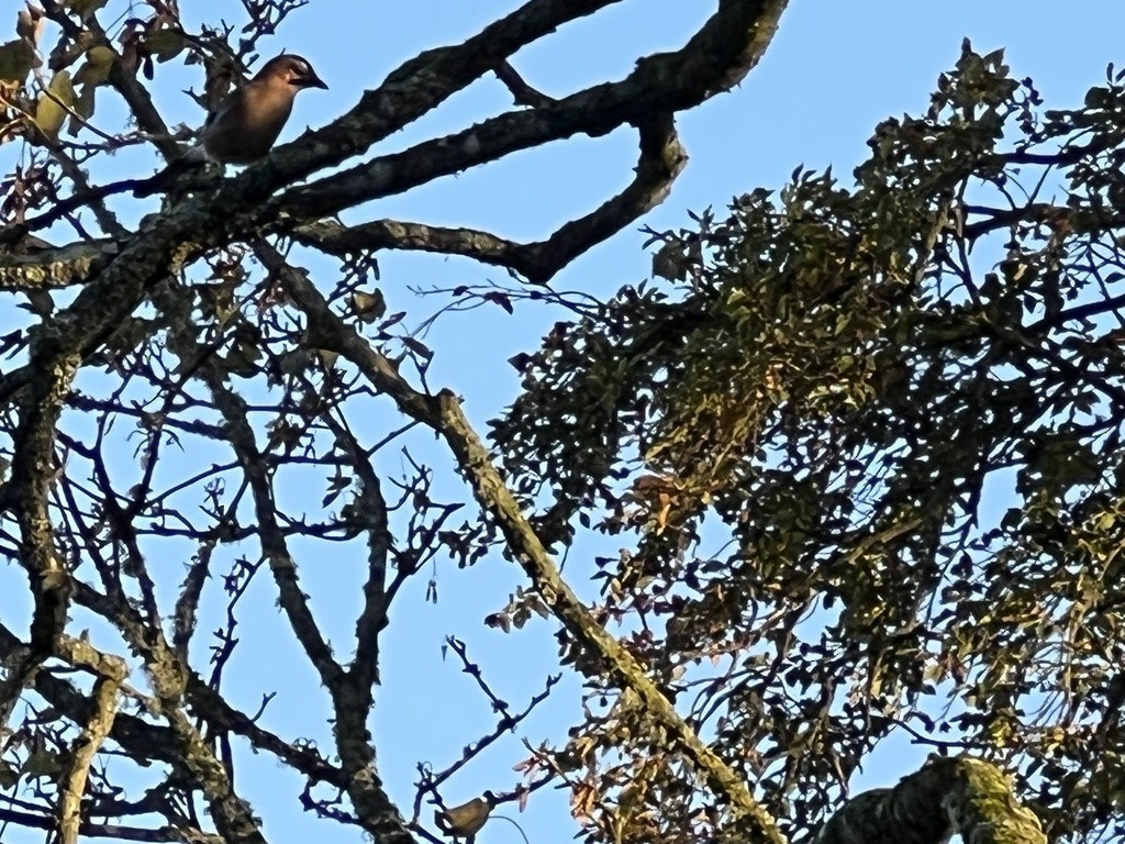 jay sp. - ML623359678