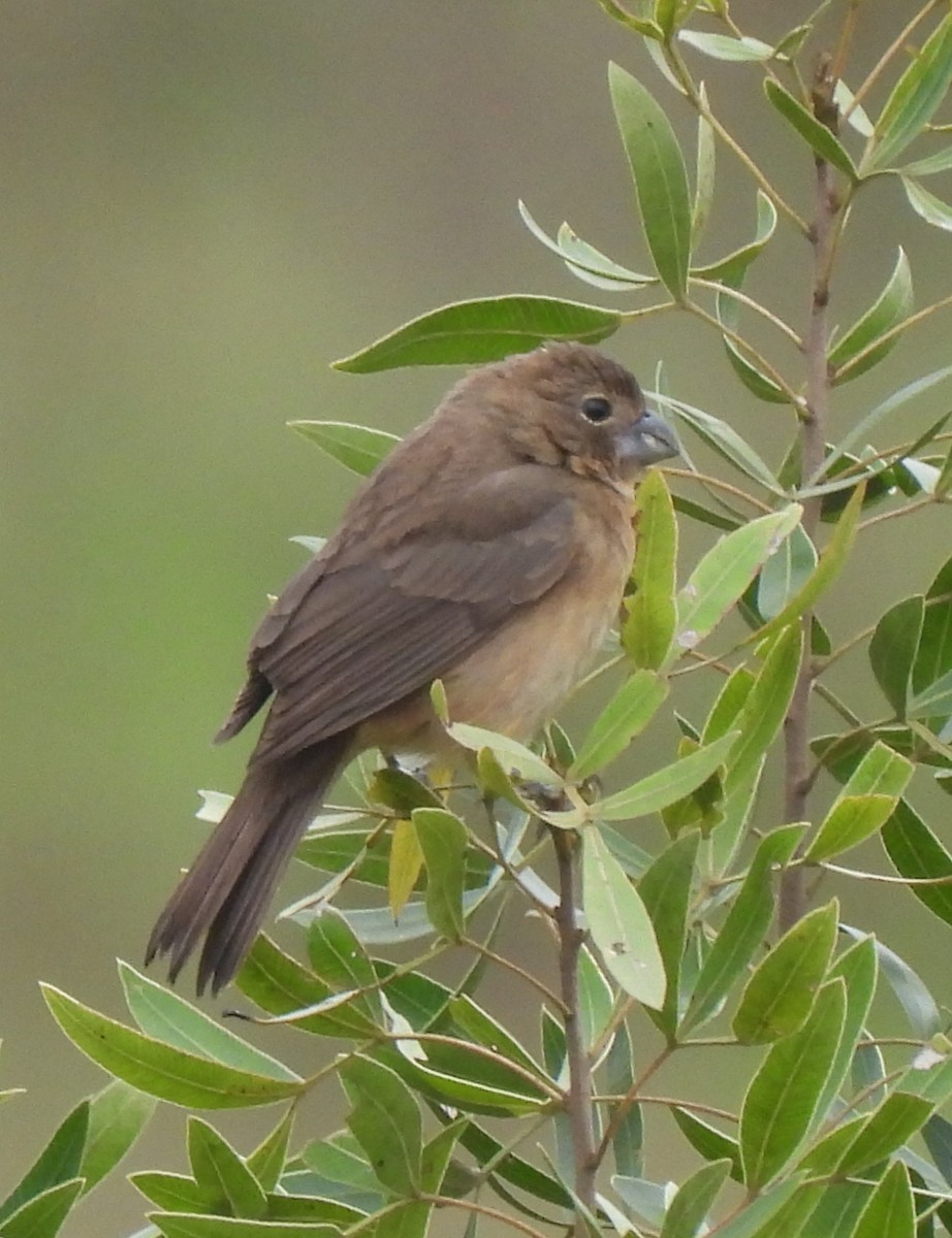 Glaucous-blue Grosbeak - ML623359770