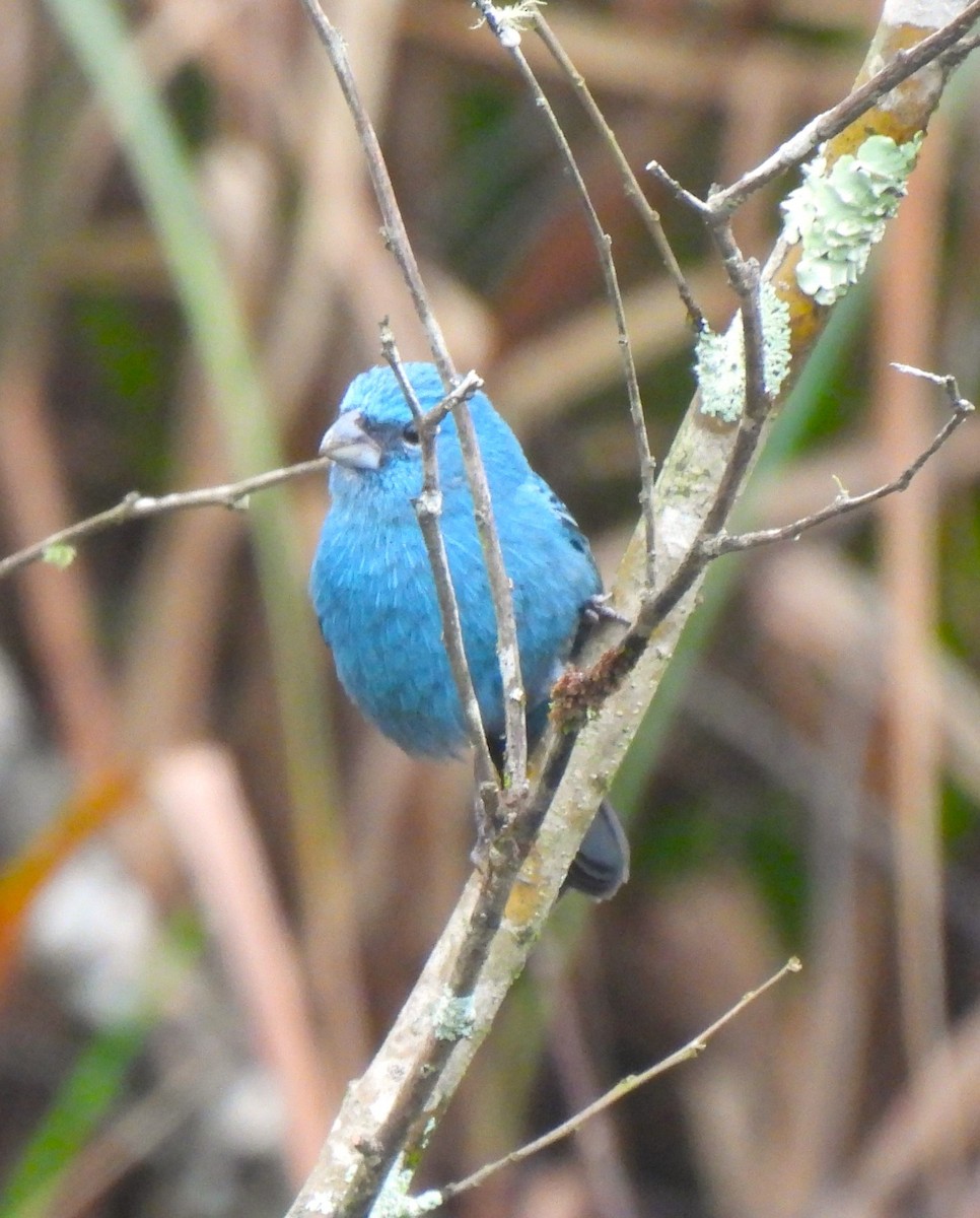 Glaucous-blue Grosbeak - ML623359773