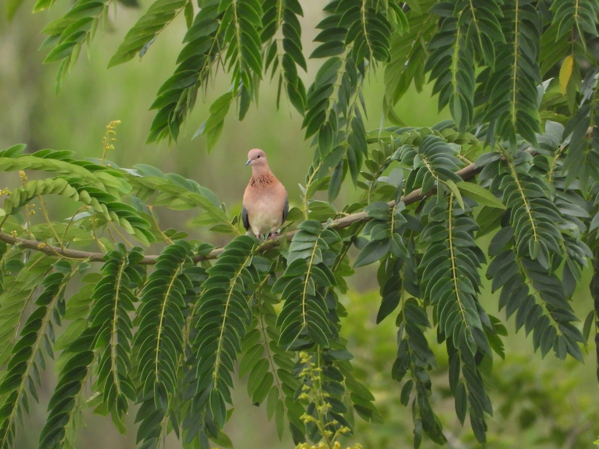 Laughing Dove - ML623359803