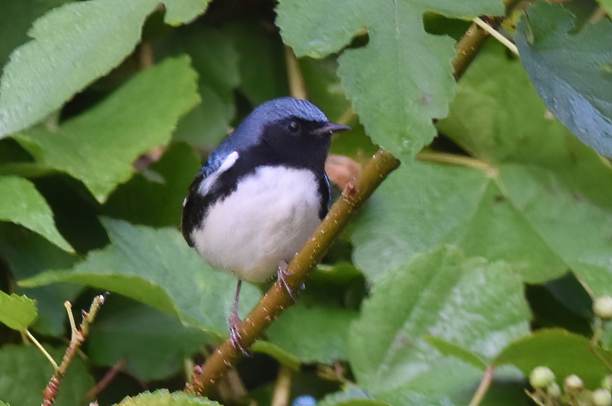 Black-throated Blue Warbler - ML623359825