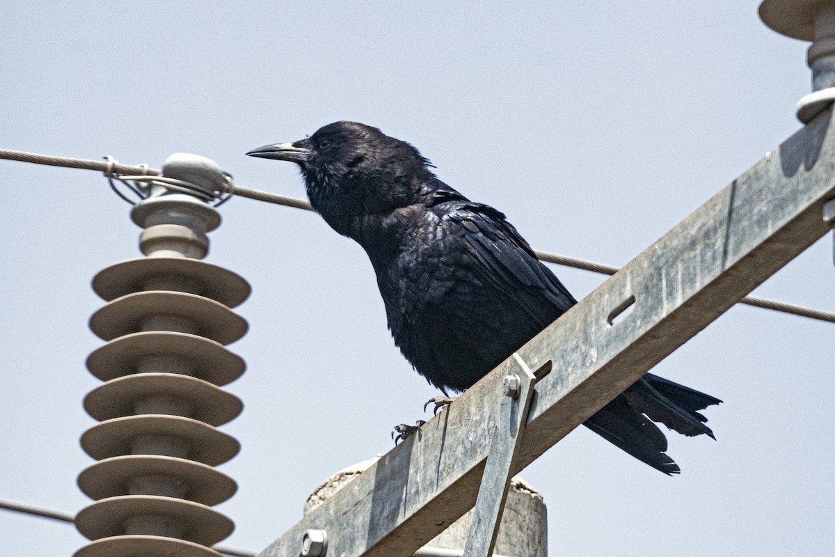 Cape Crow - ML623359850