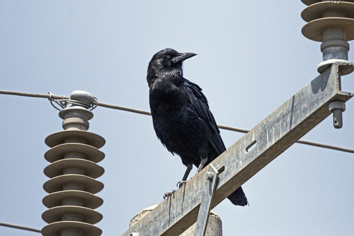 Cape Crow - ML623359855
