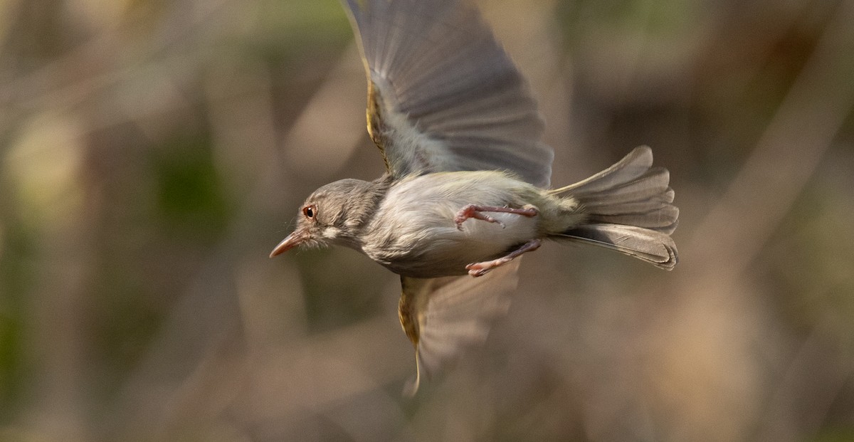 Pearly-vented Tody-Tyrant - ML623359856