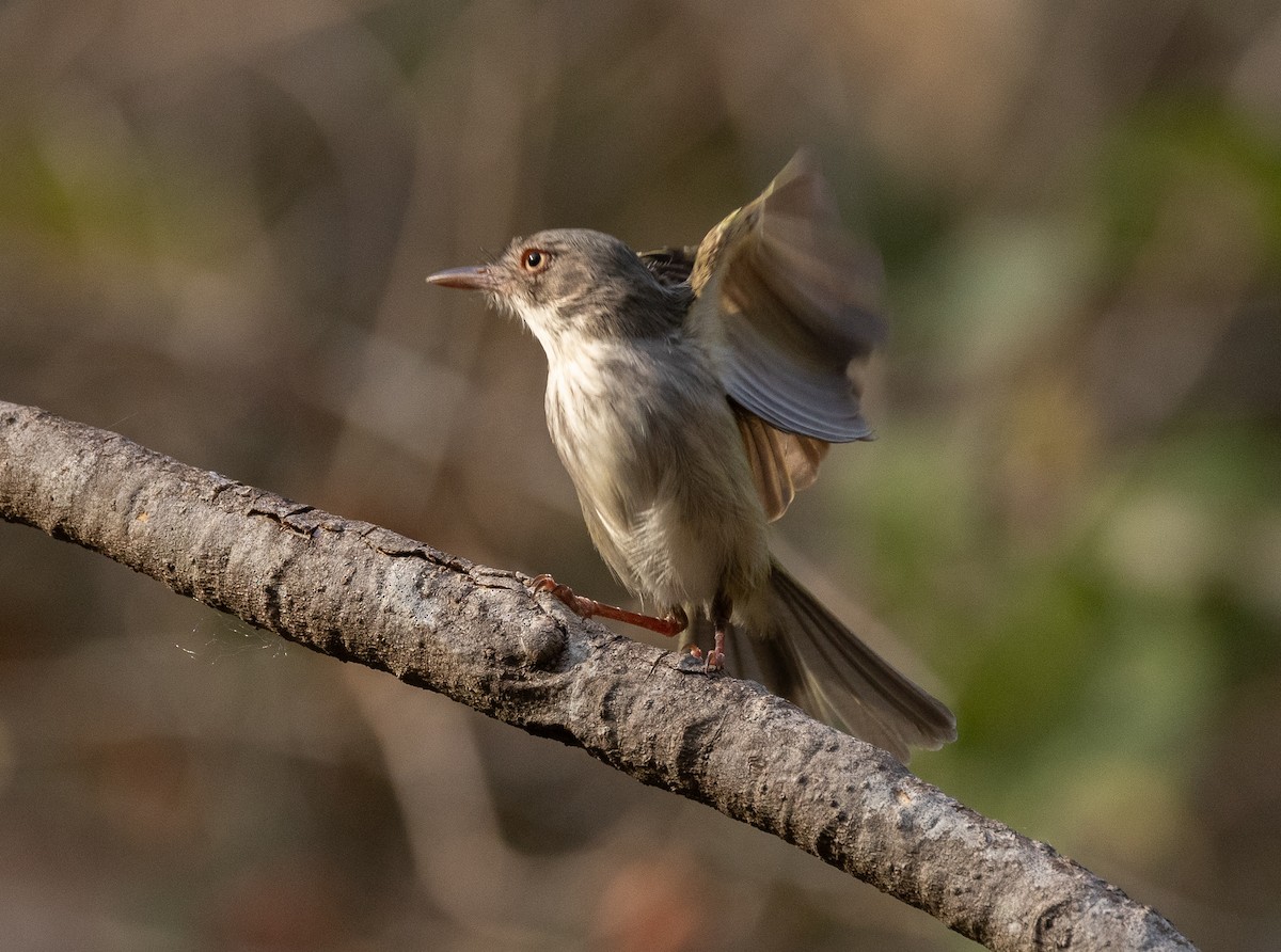 Pearly-vented Tody-Tyrant - ML623359857