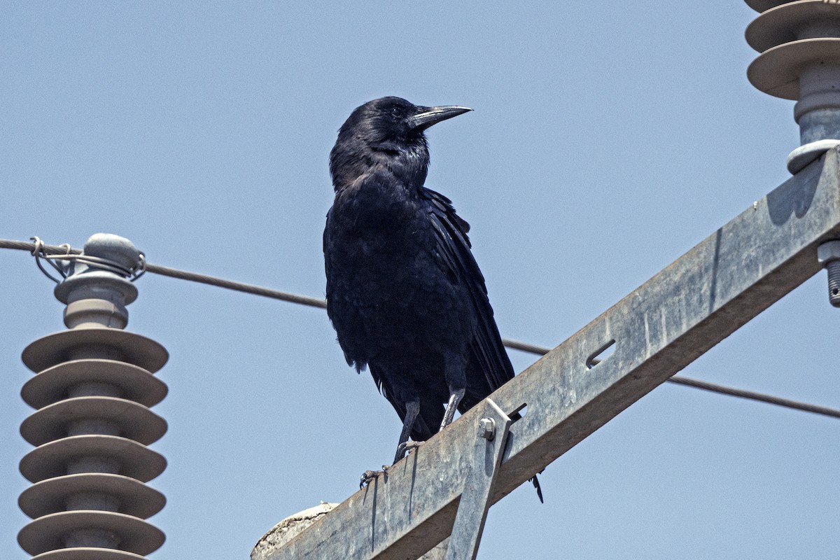 Cape Crow - ML623359859