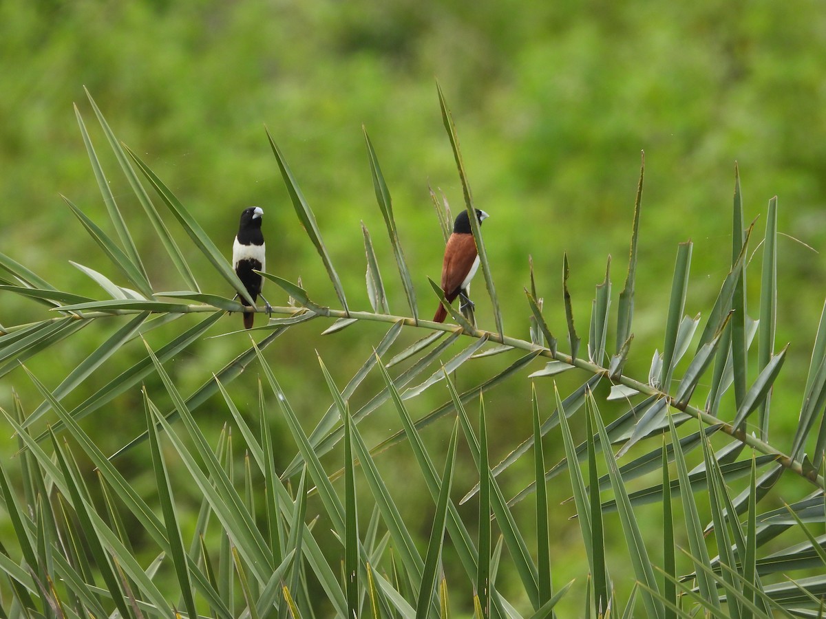 Tricolored Munia - Vidhya Sundar