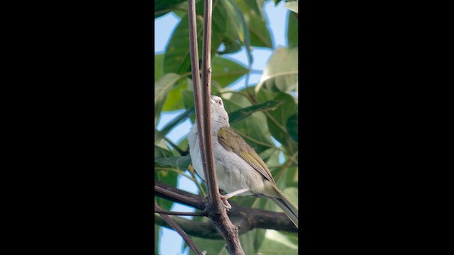 Black-striped Sparrow - ML623359923