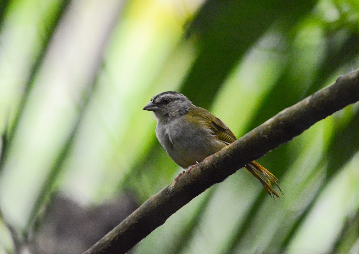 Green-backed Sparrow - Richard Harris