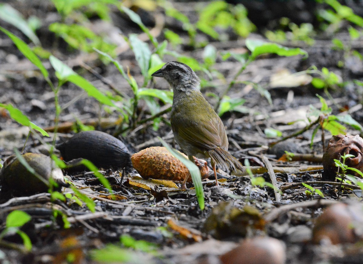 Green-backed Sparrow - ML623359935